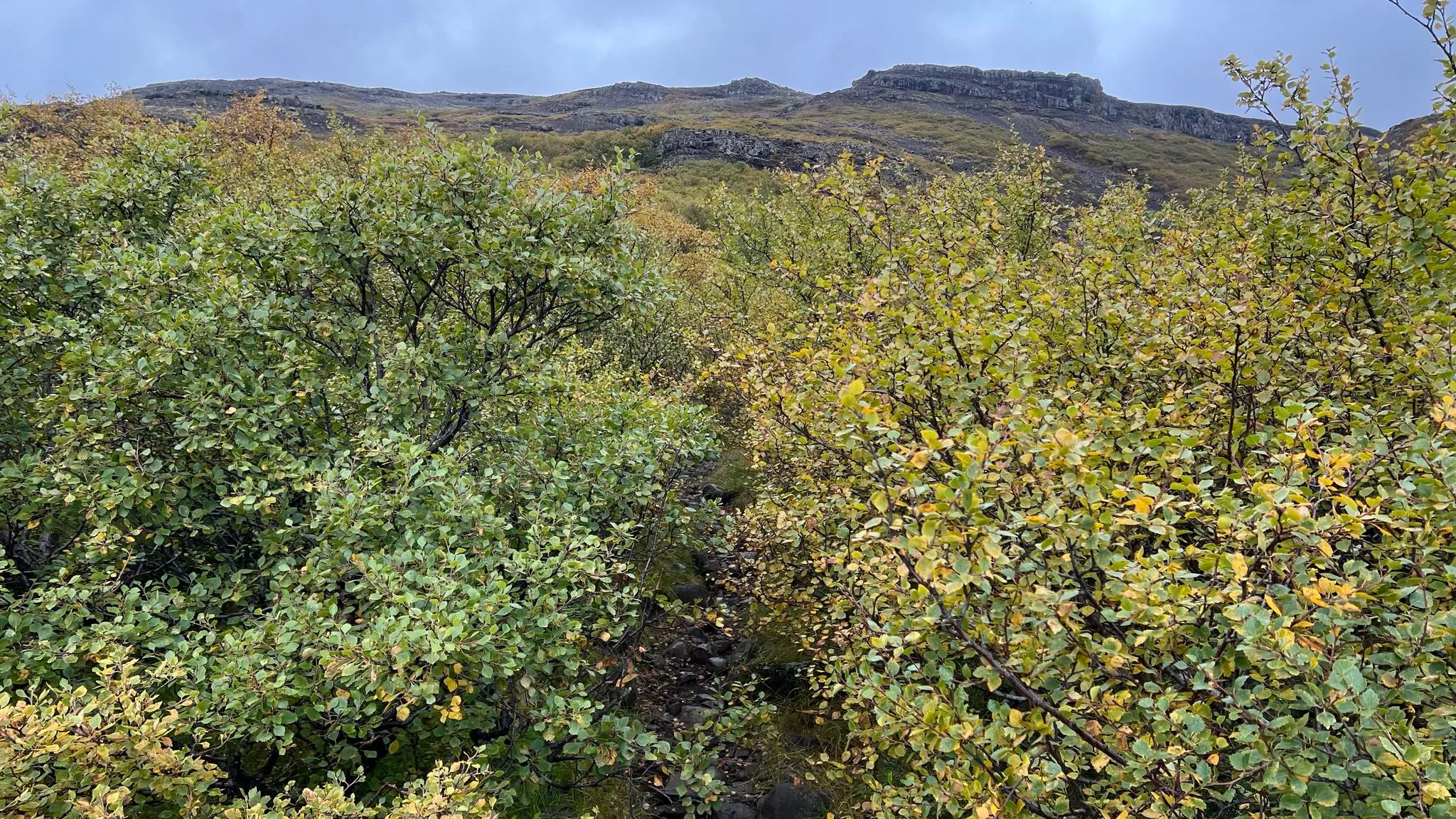 A rocky path threading through dense birch scrub below a crag-topped ridge