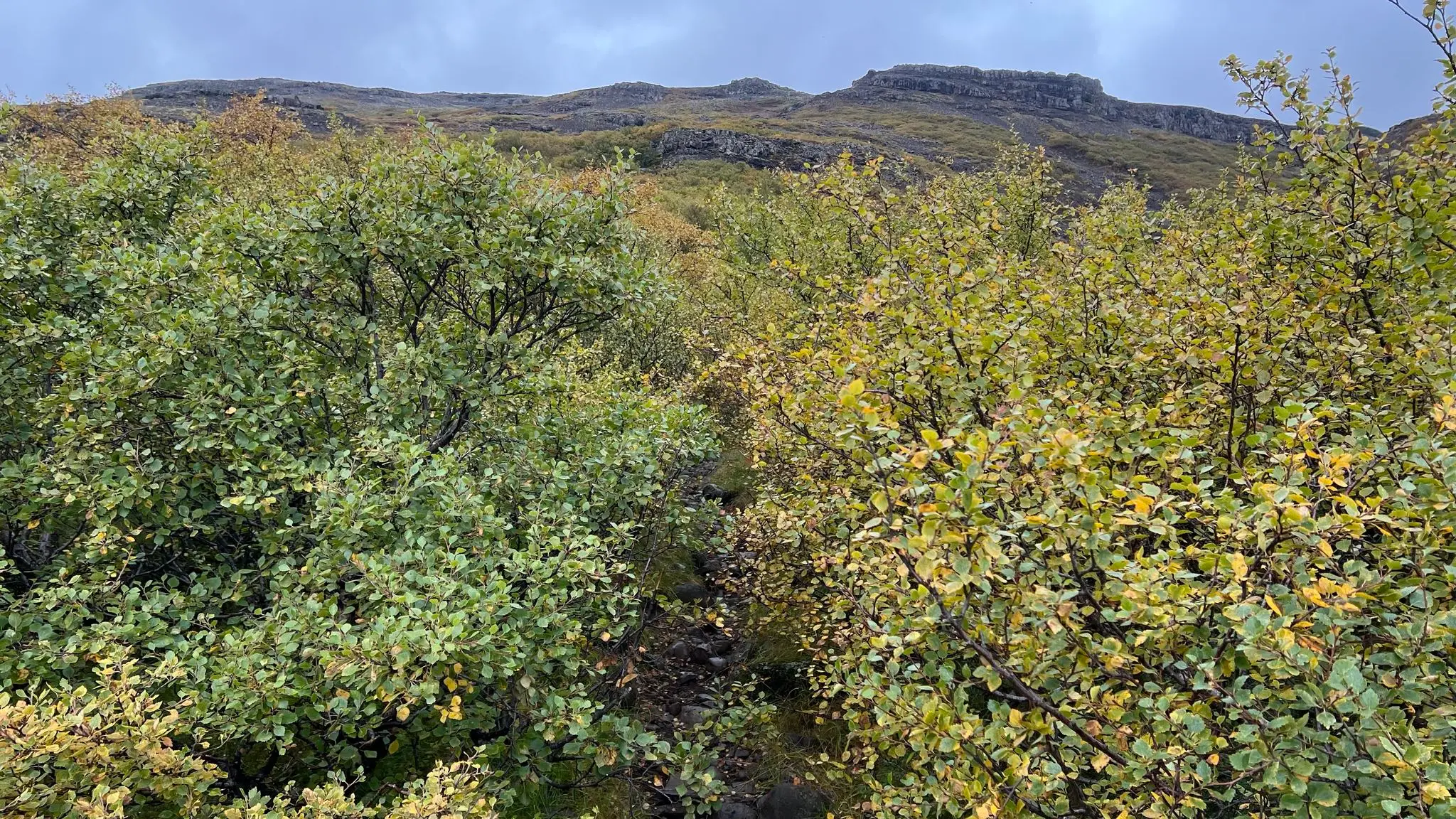 Trail is overgrown