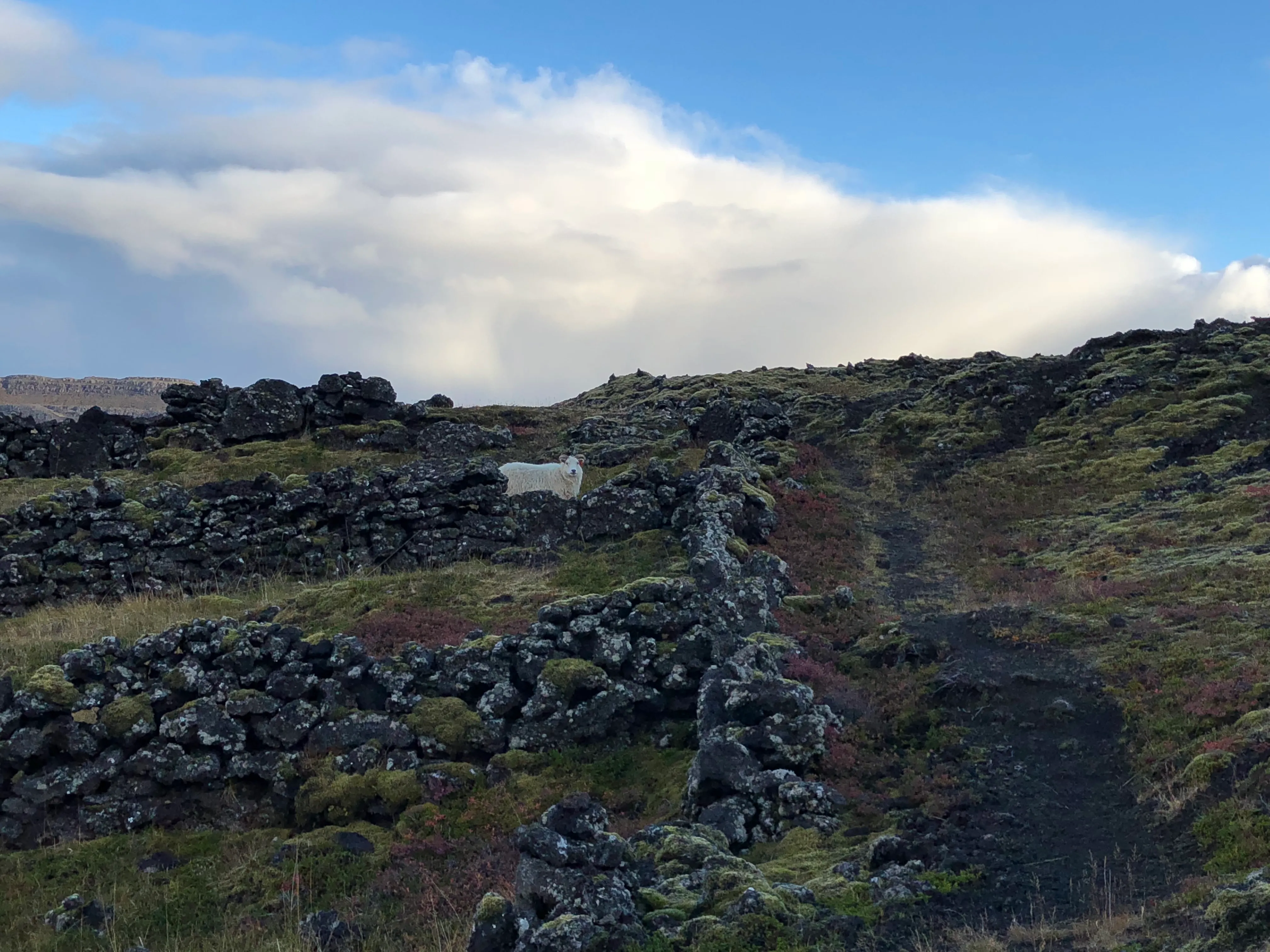 A black gravel path running between moss-grown lava-stone walls, a sheep watching from the top of one