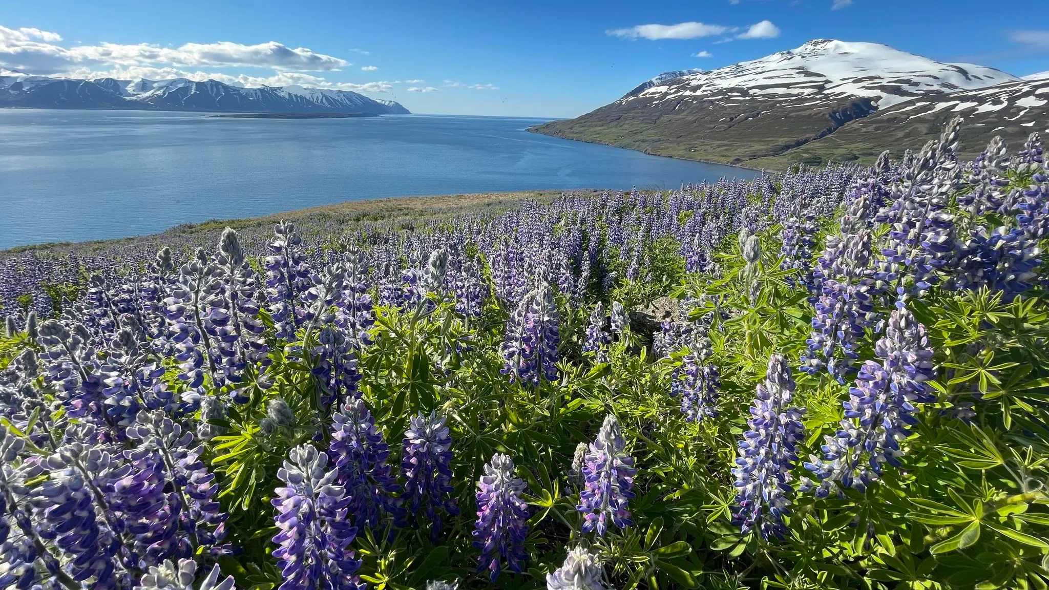 Lupine field running down to a fjord below snow-streaked peaks