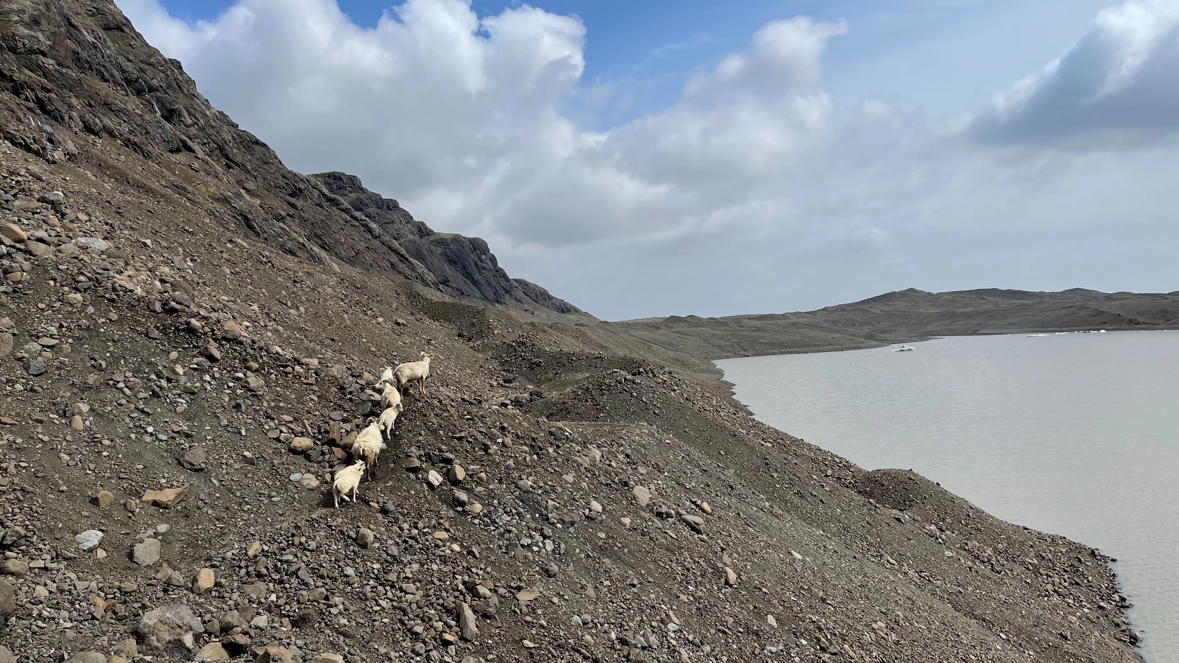 Sheep filing down a bare bouldery moraine slope above a silty glacial lagoon